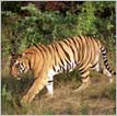 Tiger Trail Tour